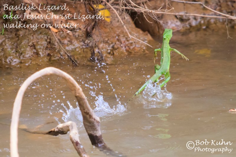 IMG_6229-IMG_6480-Basilisk_Lizard-Rio Frio.jpg